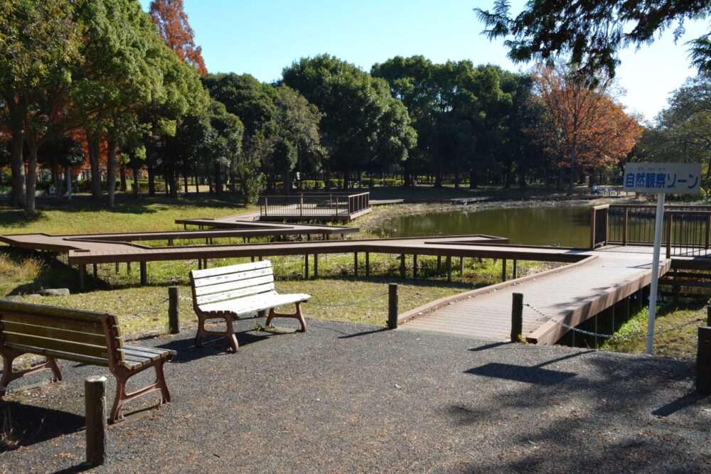 みさと公園の菖蒲田