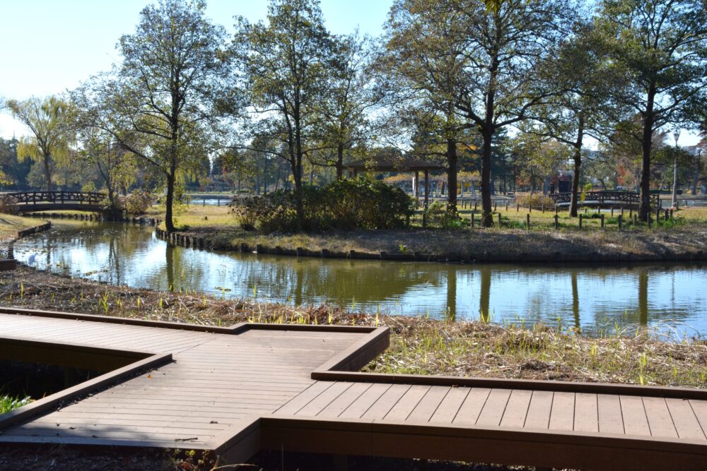 みさと公園の菖蒲田と水路