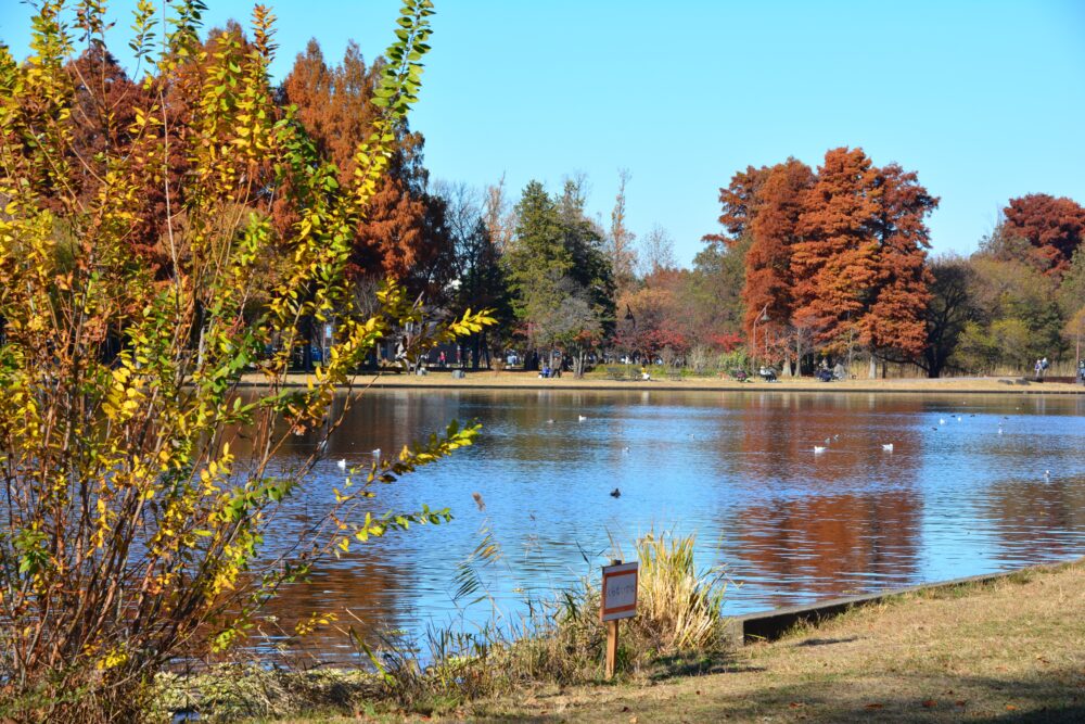 みさと公園の水辺の風景と水元公園の紅葉