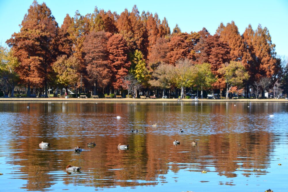 みさと公園の水辺の風景と水元公園の紅葉