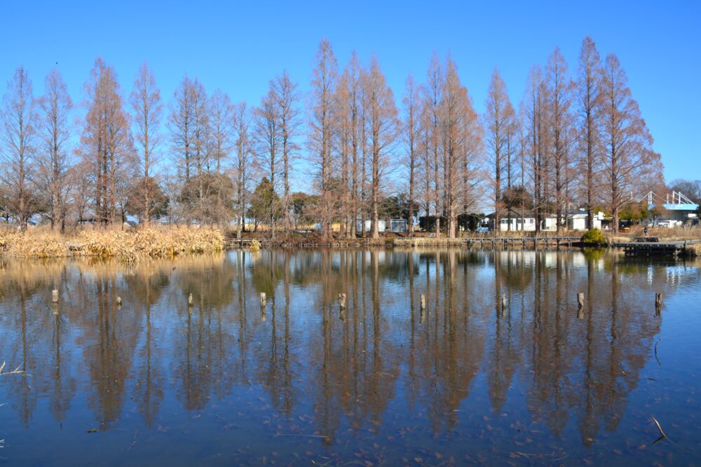 羽生水郷公園の水辺の景色