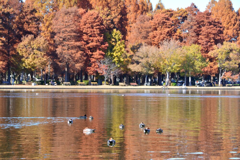 みさと公園から見た小合溜井で泳ぐカモと水元公園の紅葉