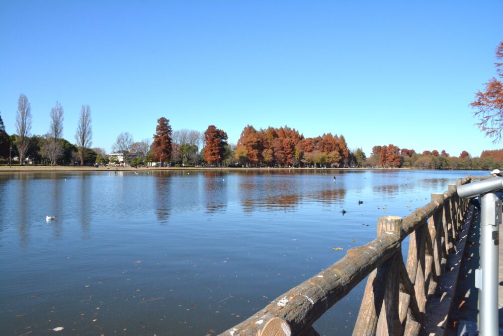 みさと公園の水上テラスから見た小合溜井