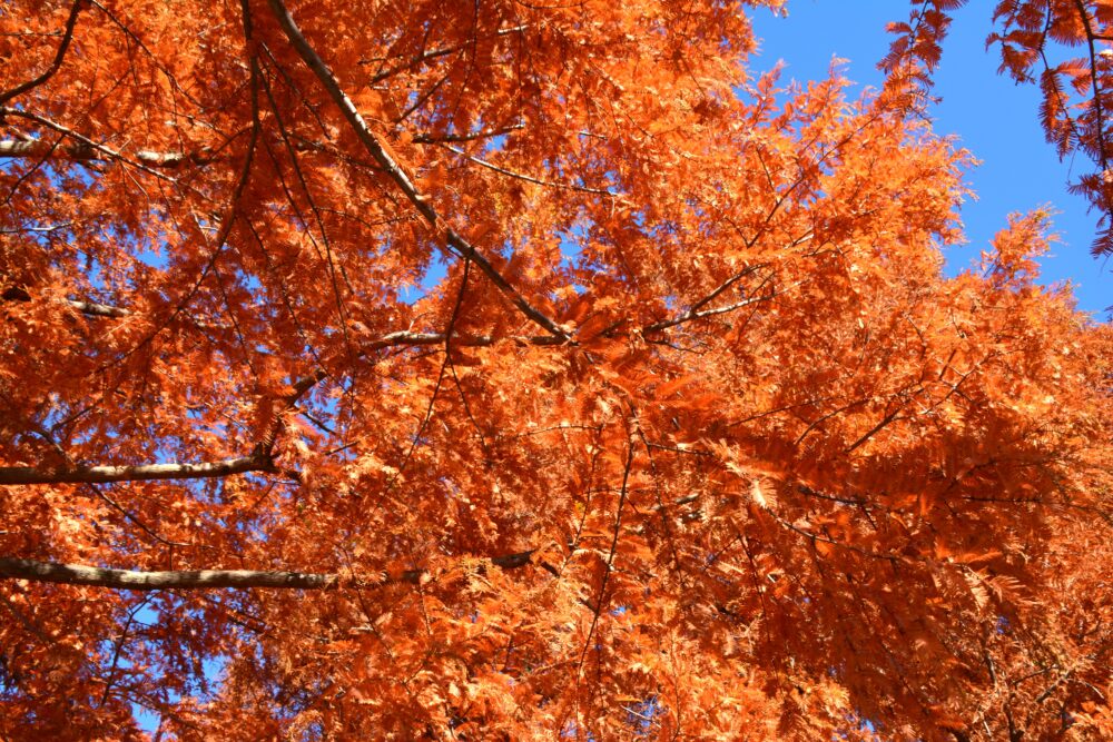 みさと公園のメタセコイアの紅葉