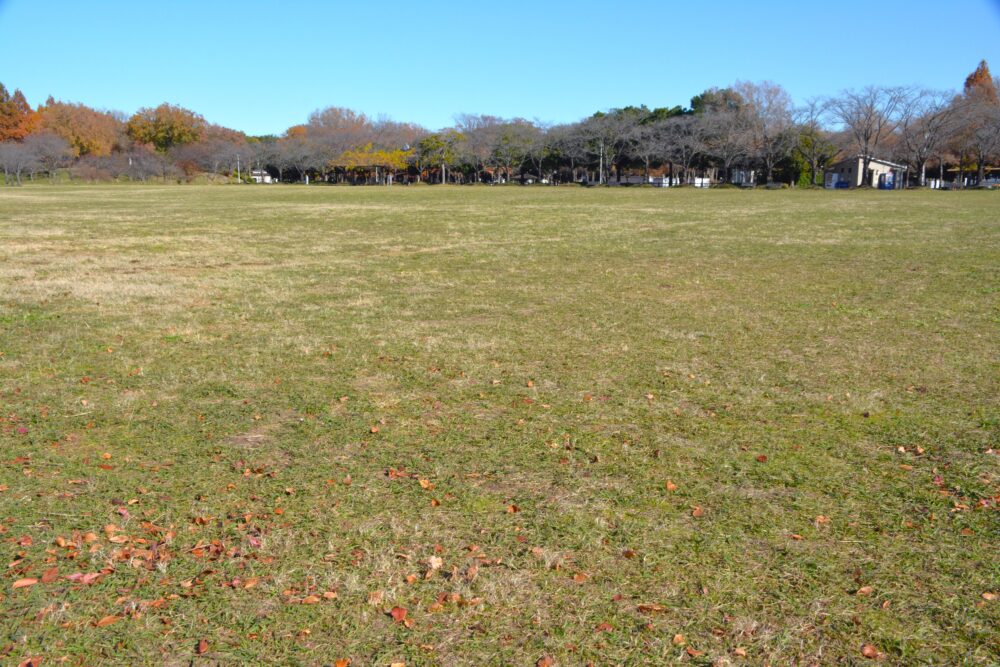 みさと公園の自由広場（芝生広場）