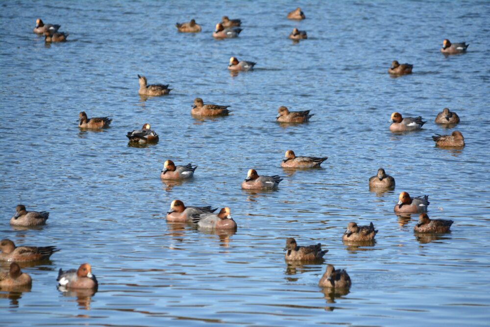 みさと公園で見た小合溜井で休憩するカモの群れ