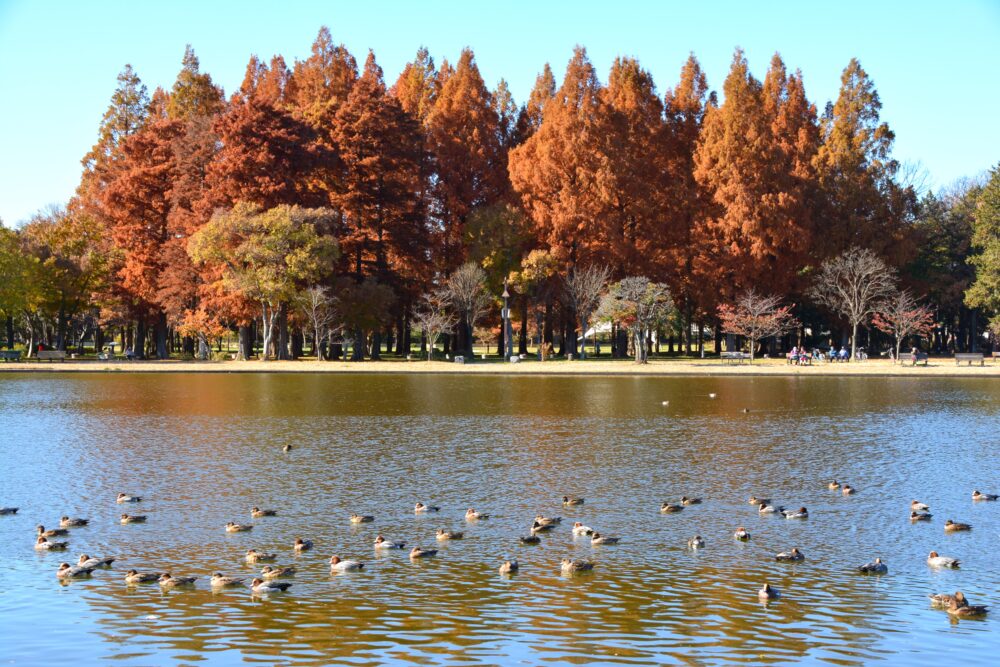 みさと公園で見た小合溜井で休憩するカモの群れと対岸の水元公園のメタセコイアの紅葉