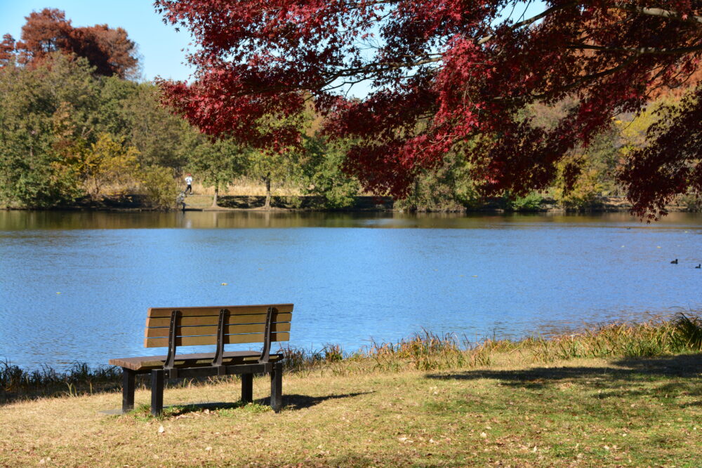 木のみさと公園の水辺の風景