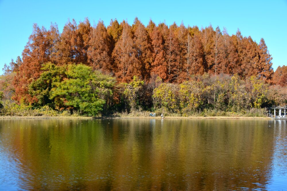 みさと公園から見た水元公園のメタセコイアの紅葉