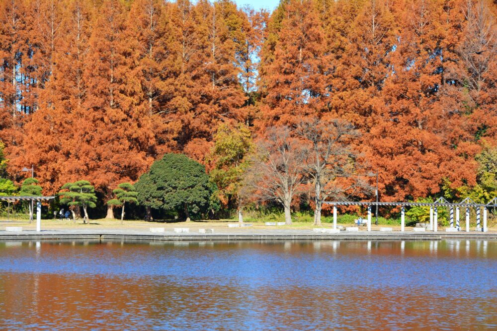 みさと公園から見た水元公園のメタセコイアの紅葉