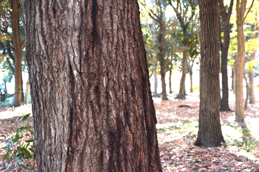 みさと公園の雑木林のクヌギ