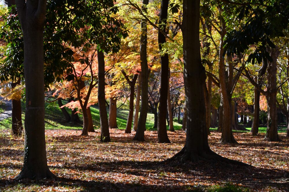 紅葉のみさと公園の雑木林