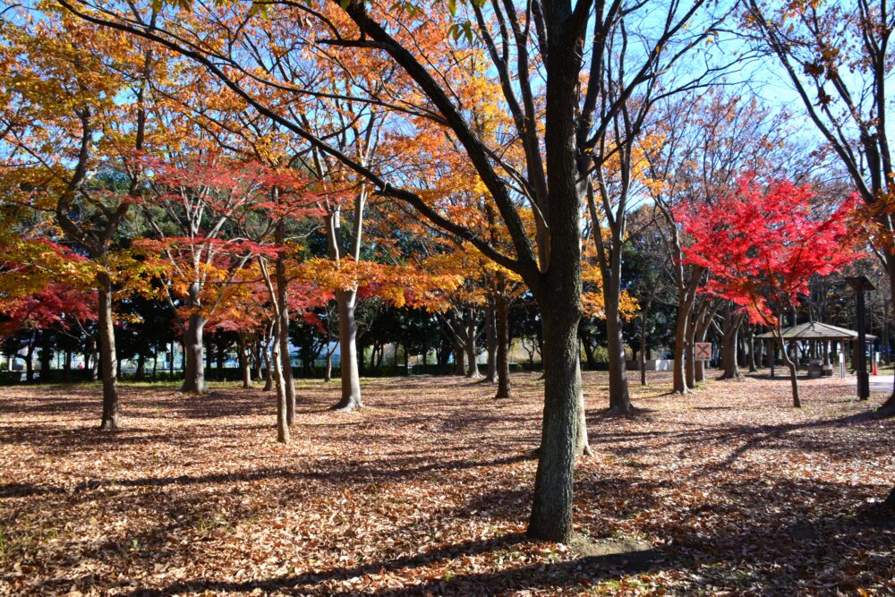 みさと公園・バーベキュー広場近くの紅葉