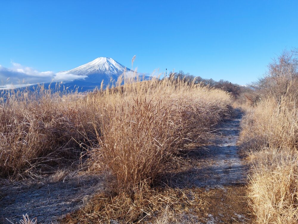 大平山の登山道とすすき野と富士山