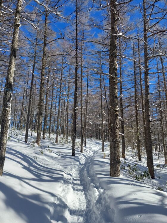 雪の湯ノ丸山の登山道