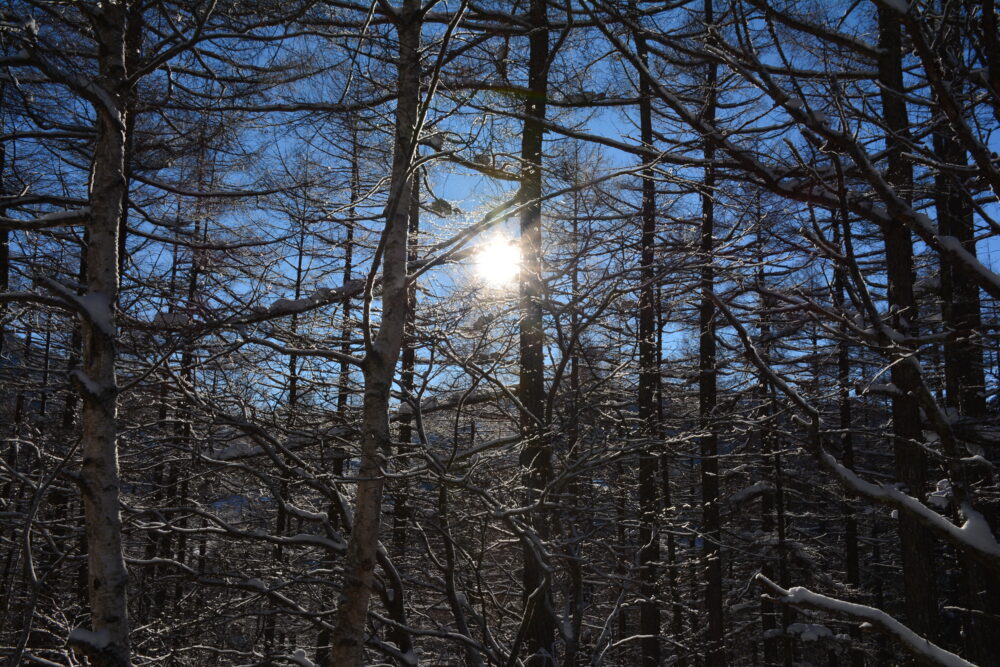 樹林帯から覗く太陽