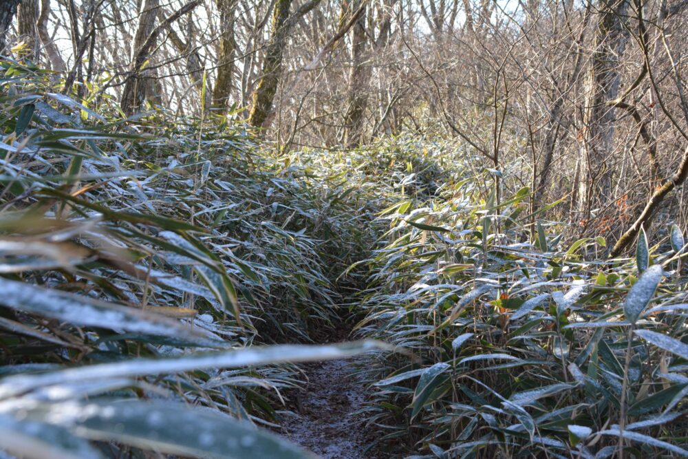 石割山～平尾山の登山道（笹薮）