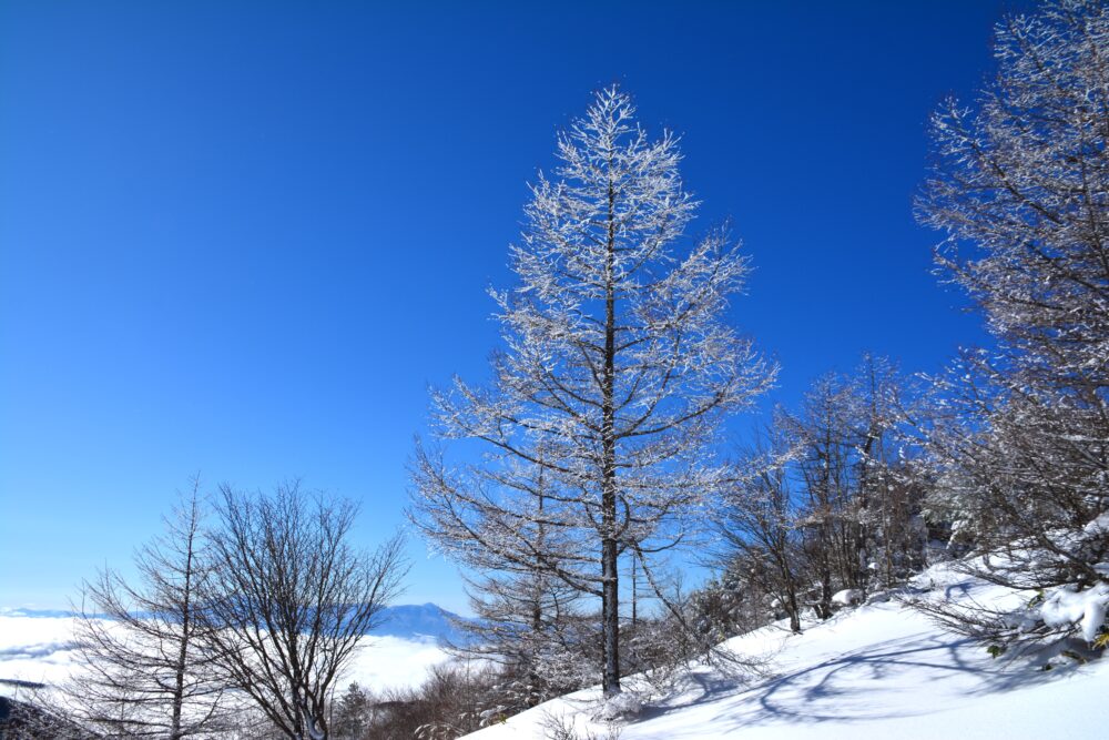 湯ノ丸山の青空と霧氷