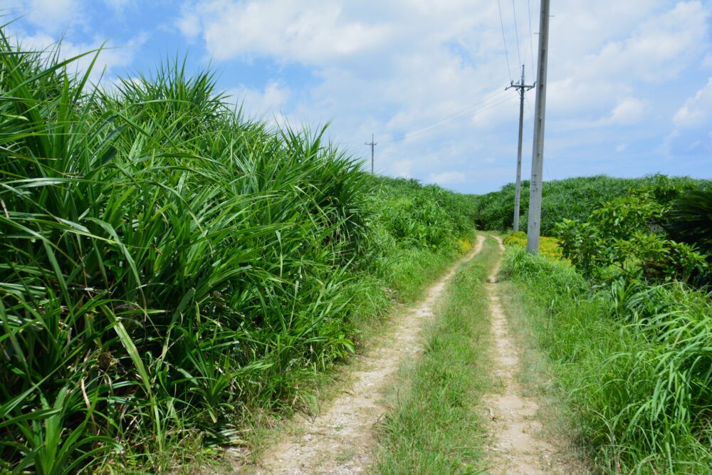 鳩間島の畦道