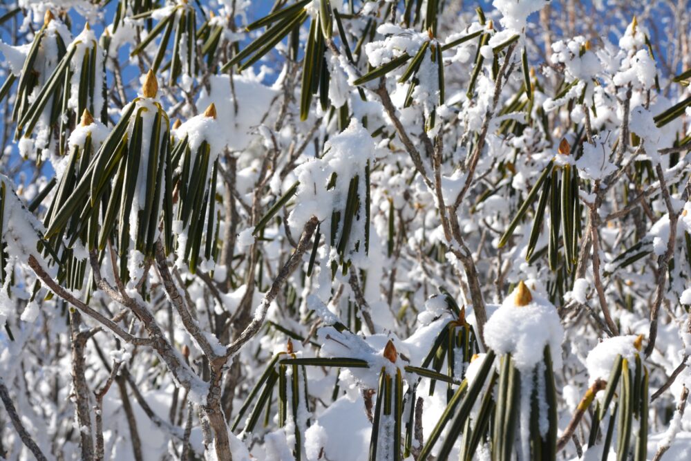 湯ノ丸山の雪を被ったシャクナゲ