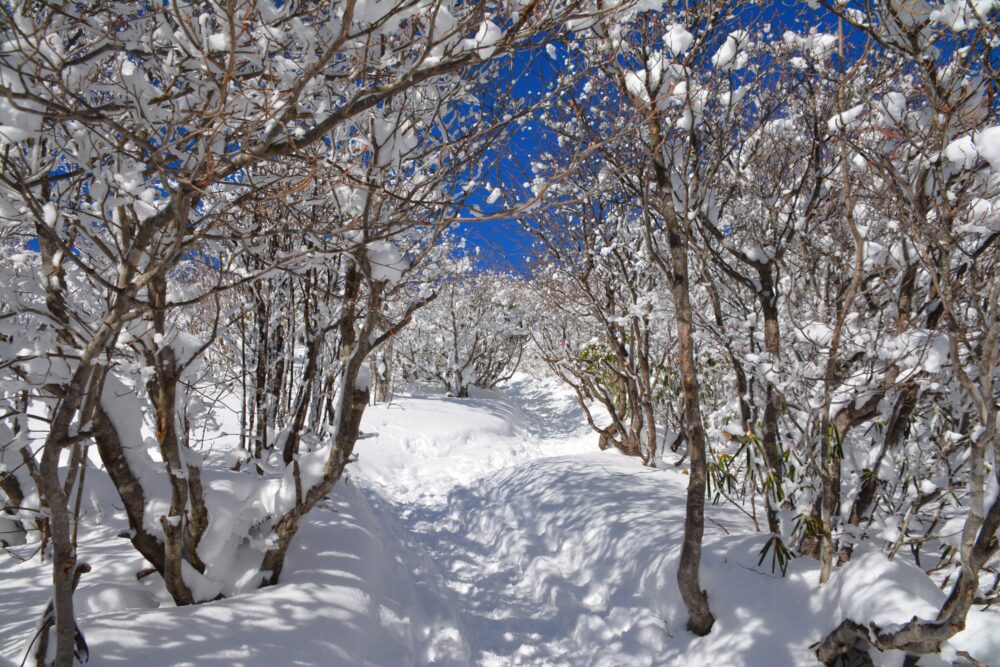 湯ノ丸山の霧氷のトンネル