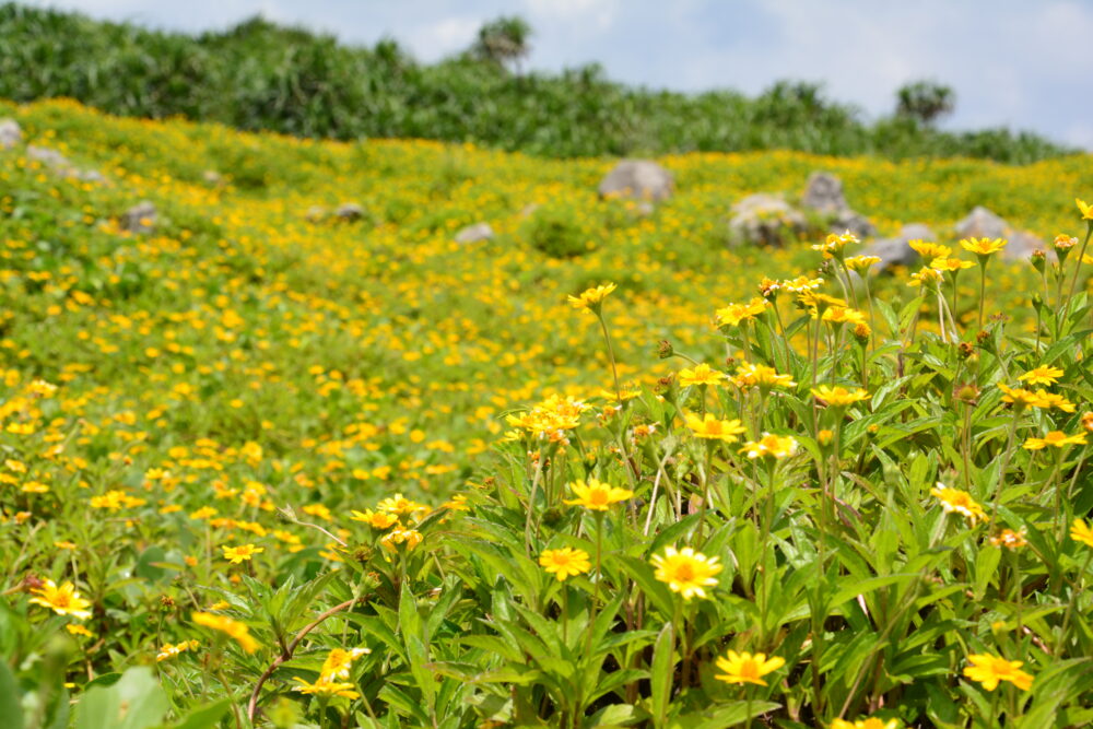 鳩間島のお花畑