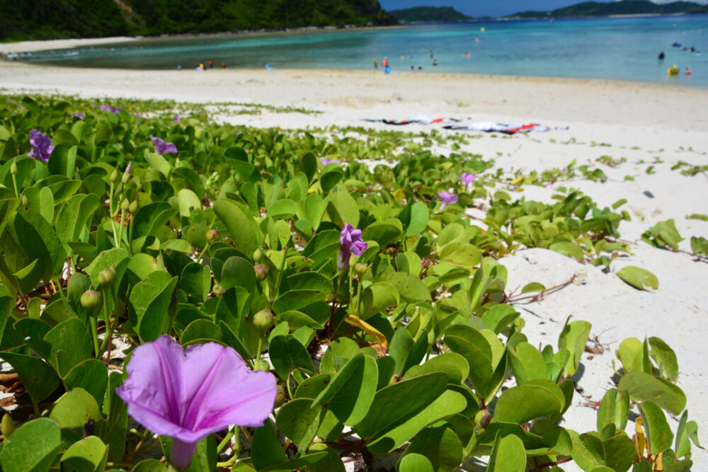 渡嘉敷島のとかしくビーチに咲いていたお花