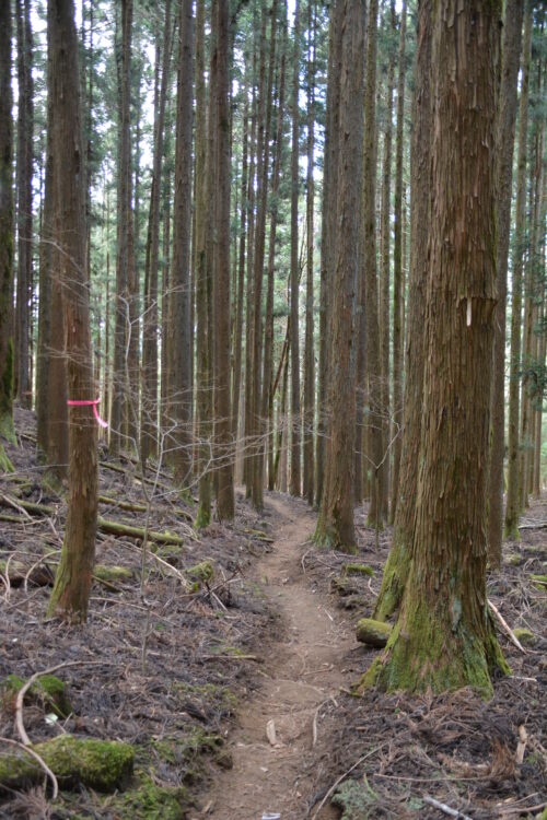 大平山の杉林