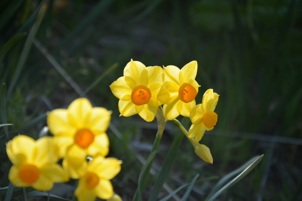 佐久島の綺麗なお花