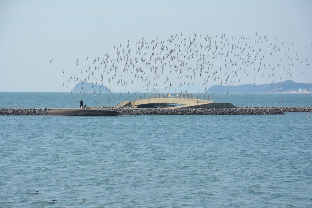 佐久島の海を舞う海鳥