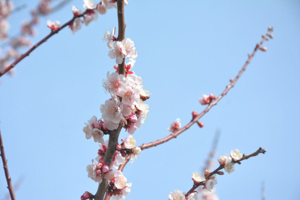 佐久島で咲いていた梅の花