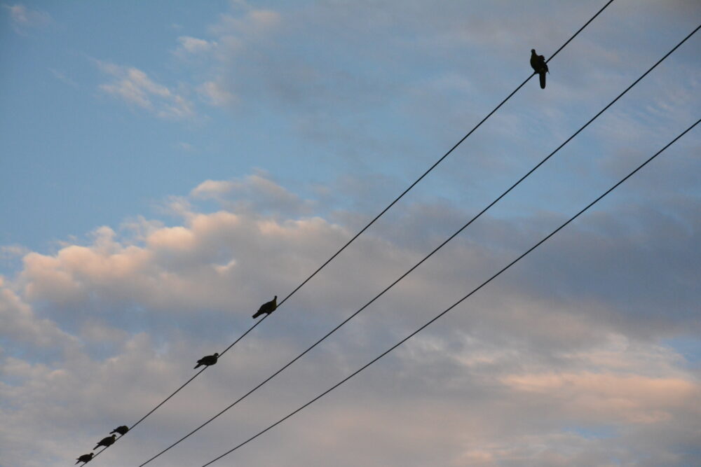 鳩間島の電線に止まる鳩たち