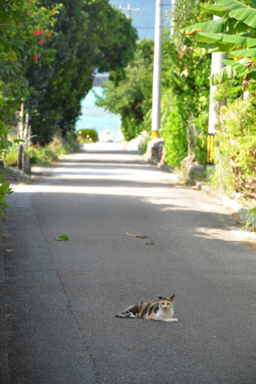 鳩間島の路地の真ん中で寝ているネコ