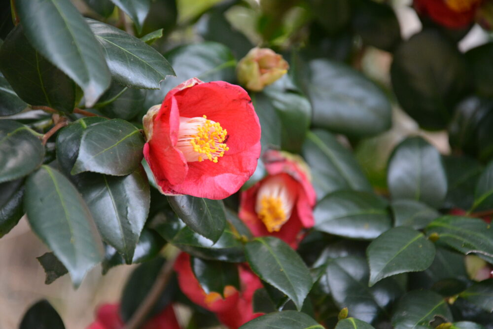 佐久島で咲いていた椿の花