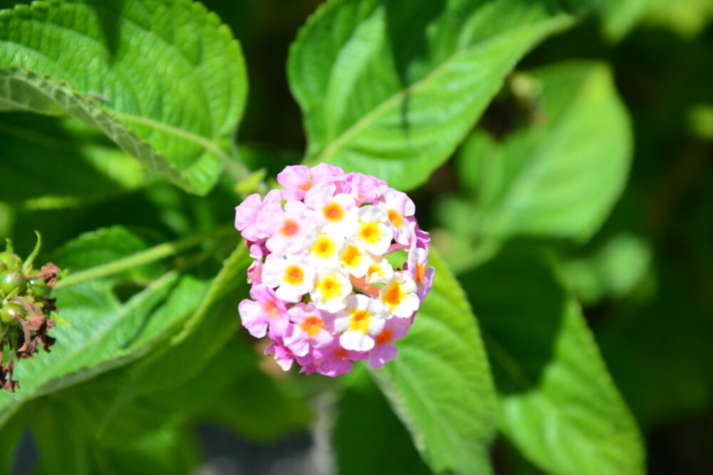 慶留間島の綺麗なお花