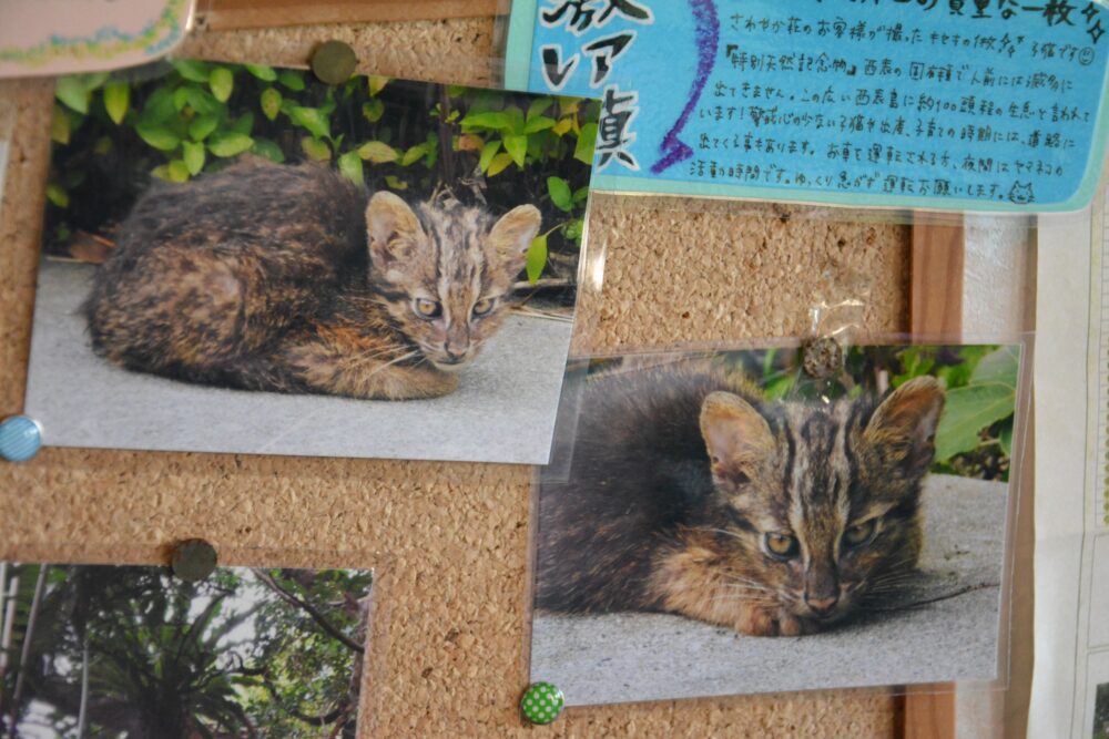 西表島・さわやか荘に貼ってあったイリオモテヤマネコの写真