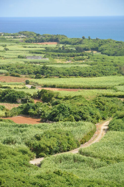 伊良部島の牧山展望台から見たサトウキビ畑