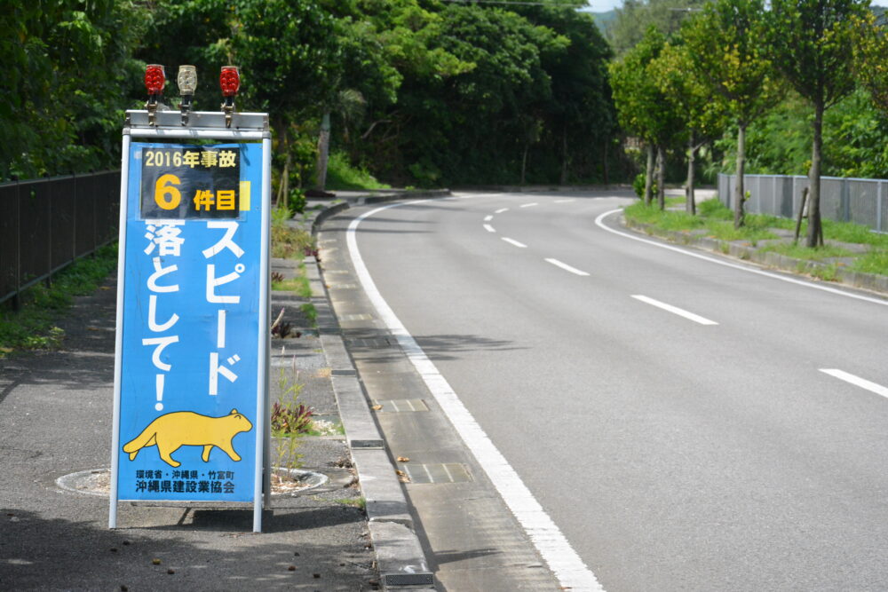 西表島のyアマネコ注意の看板