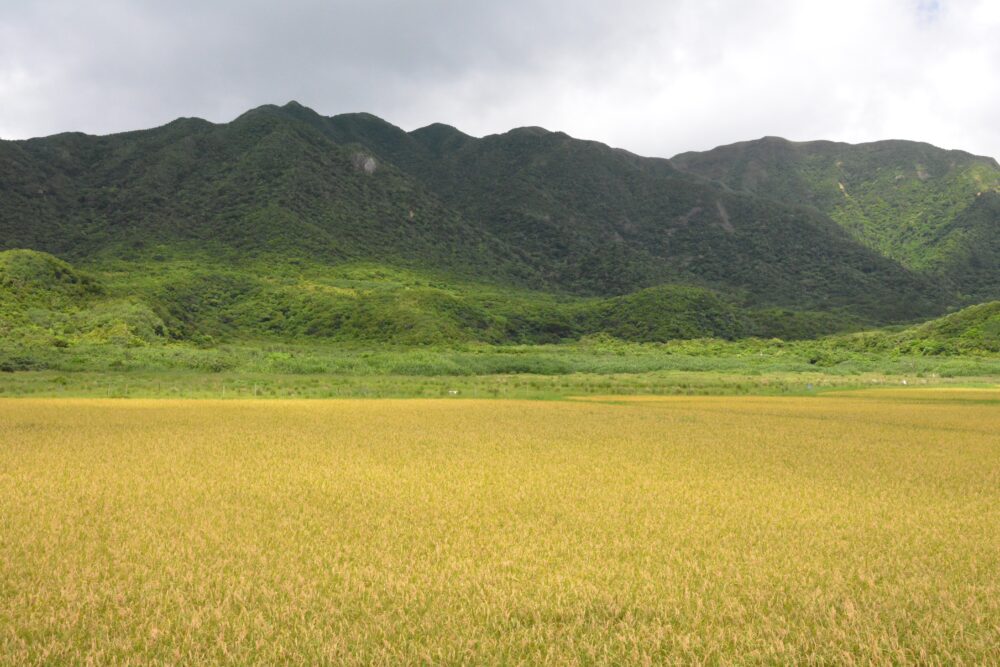 西表島ののどかな景色