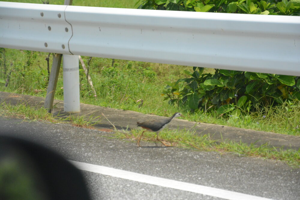 西表島で歩いている野鳥