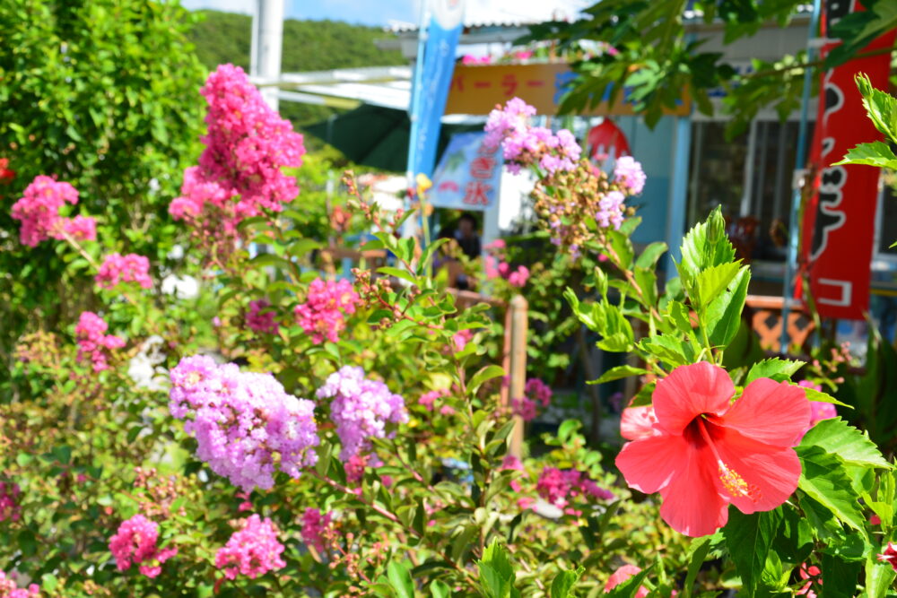 座間味島の綺麗なお花