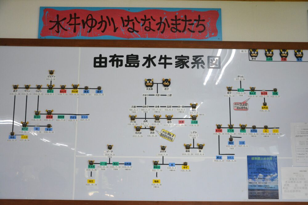 由布島の水牛家系図