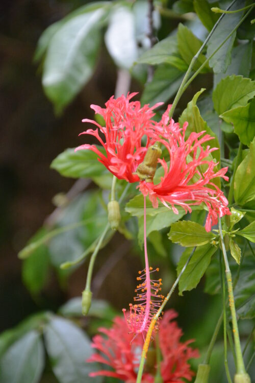 由布島の綺麗なお花