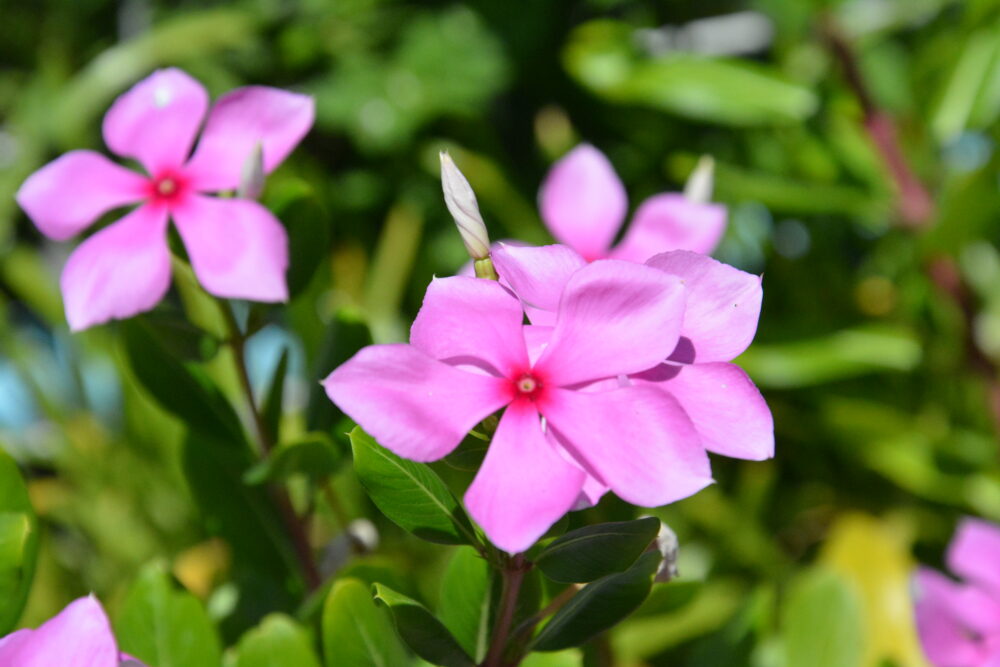 座間味島の綺麗なお花