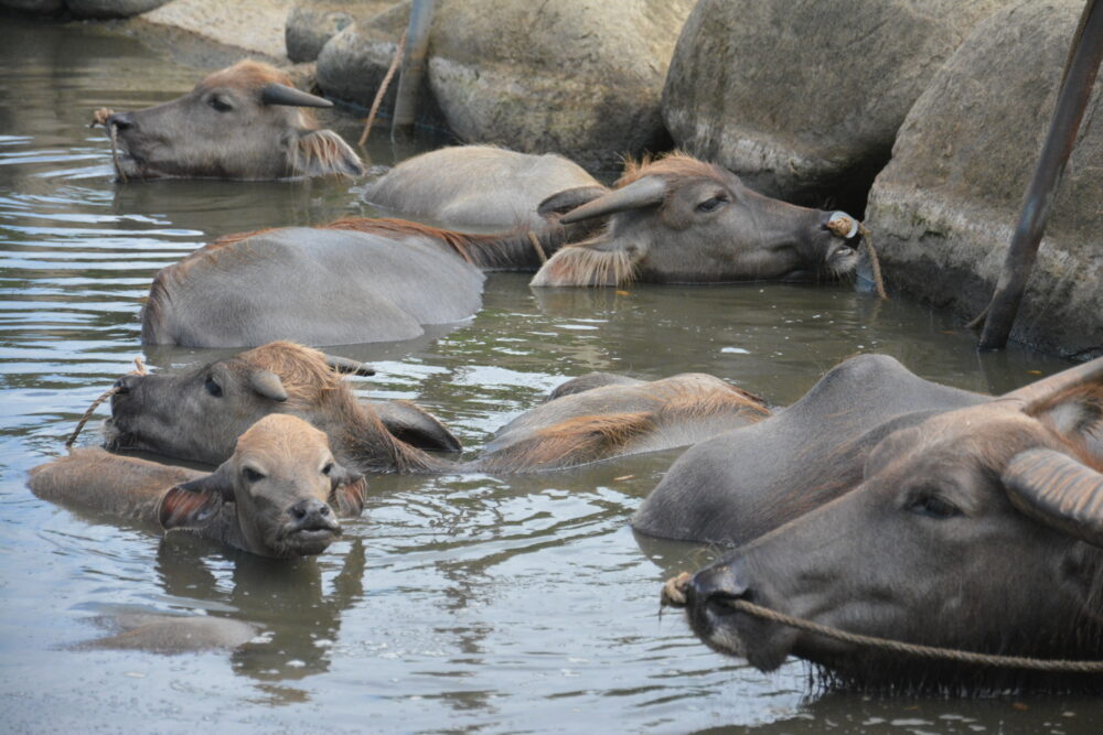 由布島の水牛たち