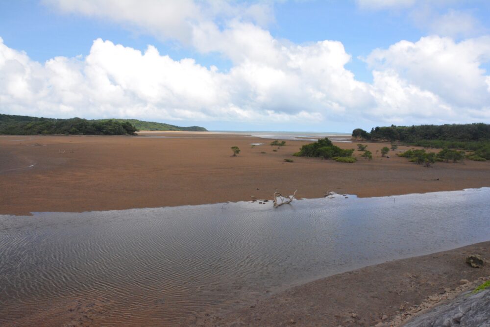 西表島の汽水域の景色