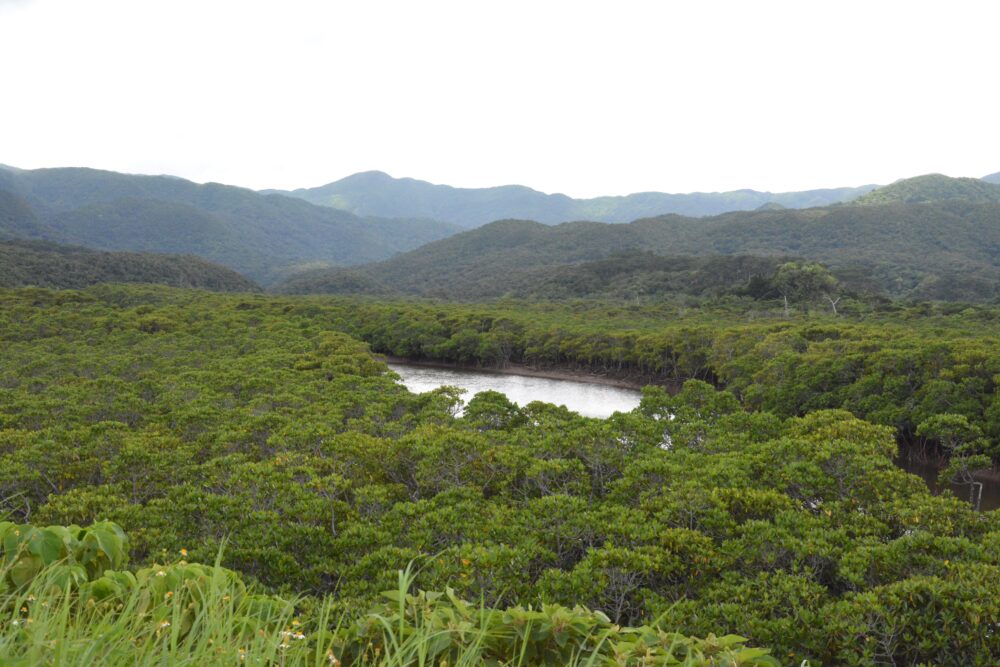 西表島の深い森