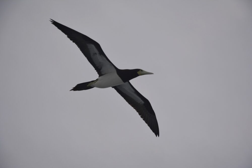 おがさわら丸の近くを飛ぶ海鳥