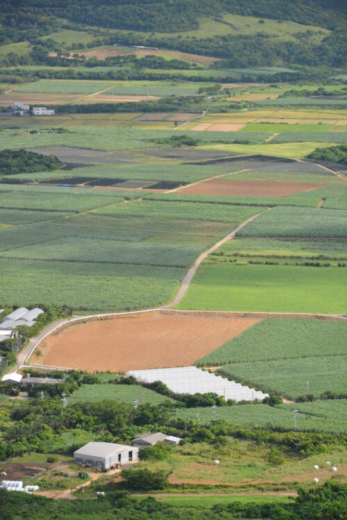 石垣島の展望台から見たサトウキビ畑