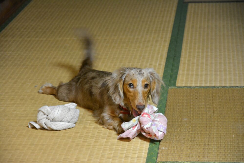 波照間島・民宿まんやの犬（ダックスフント）